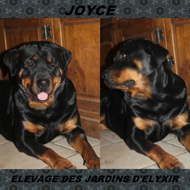 Joyce (Sans Affixe)