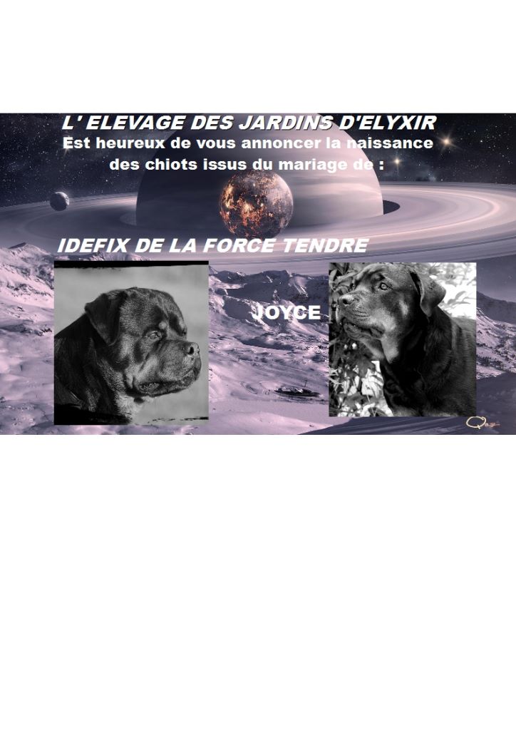 BEBES ROTTWEILER LOF DISPONIBLES ACTUELLEMENT